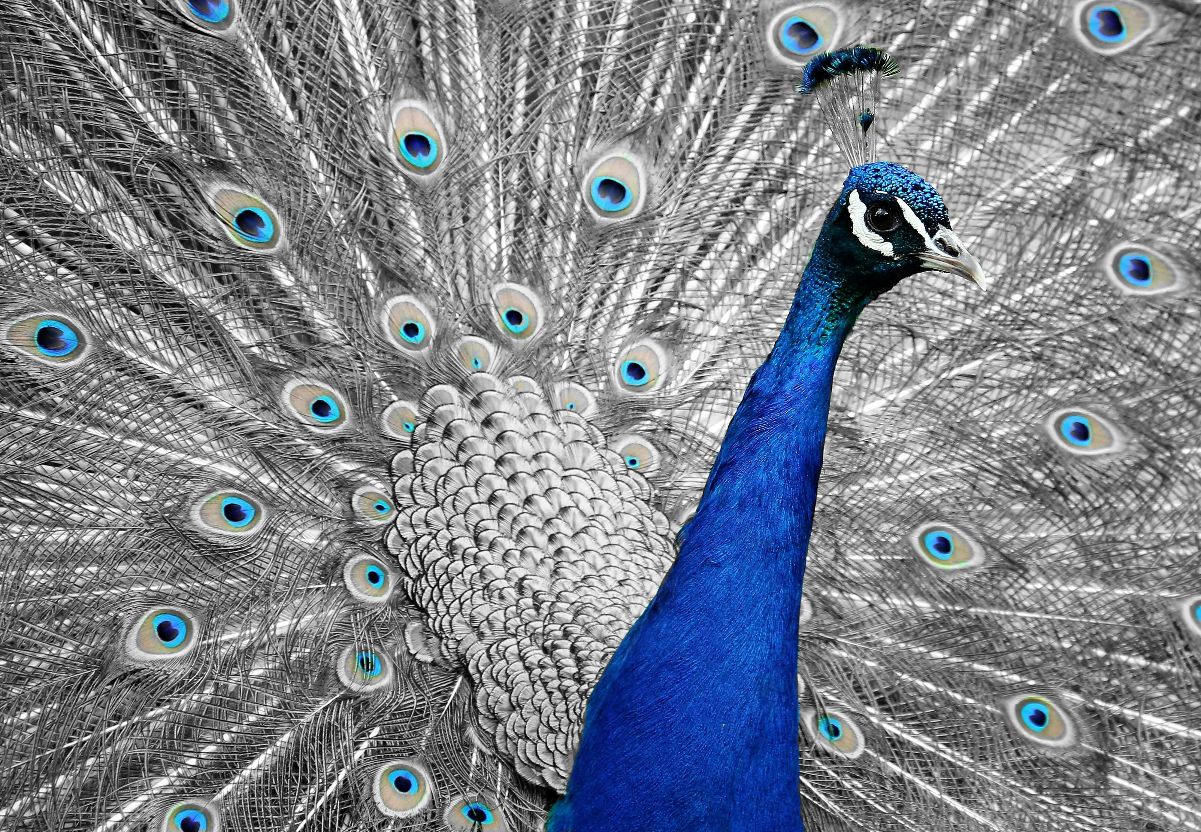 Blue and Green Peacock · Free Stock Photo
