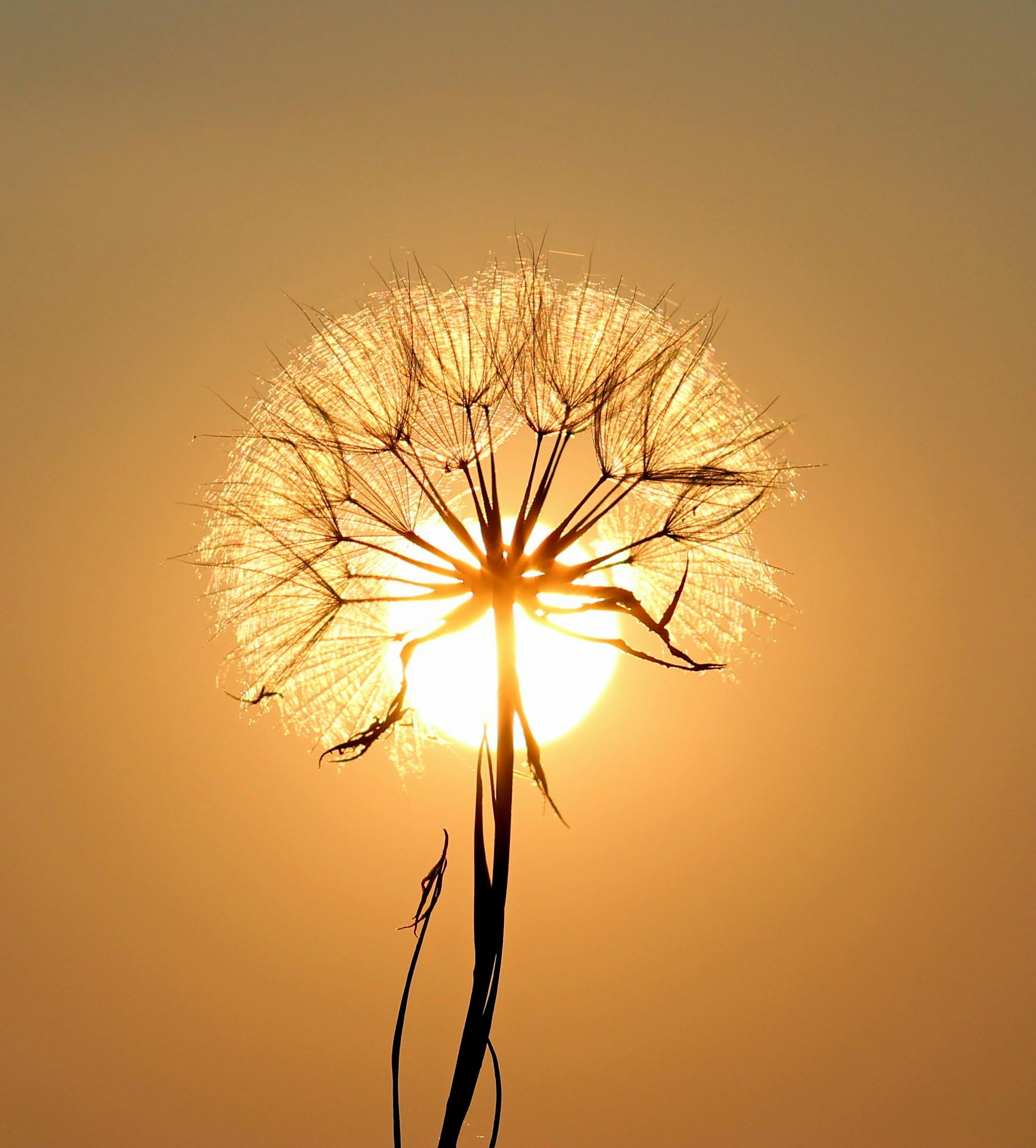 white dandelion flower