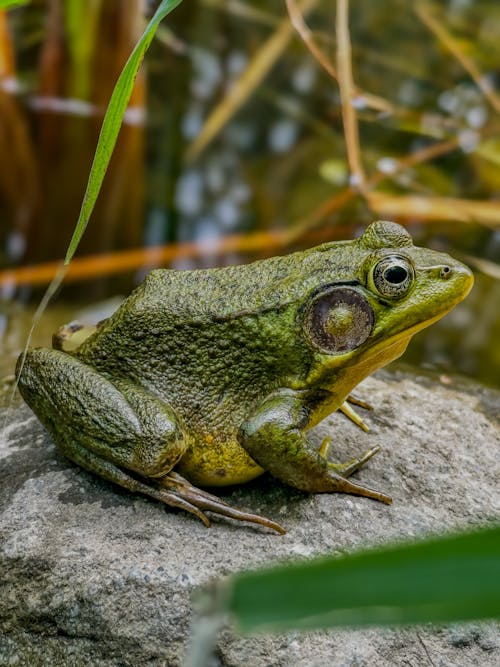 Green Frog Sitting on a Stone