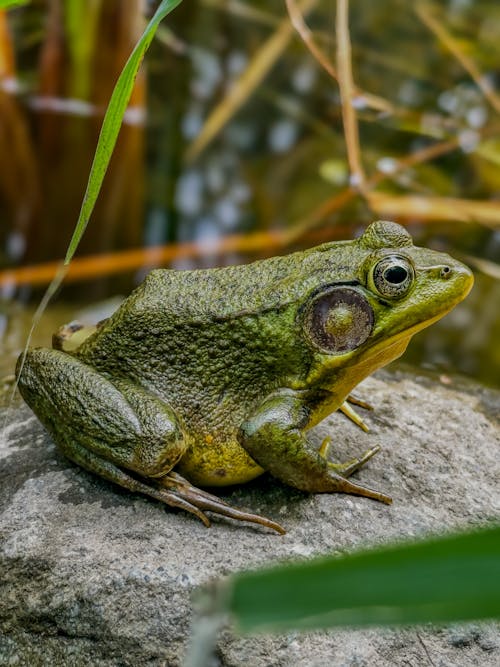 Kostnadsfri bild av amfibie, djurfotografi, grön groda