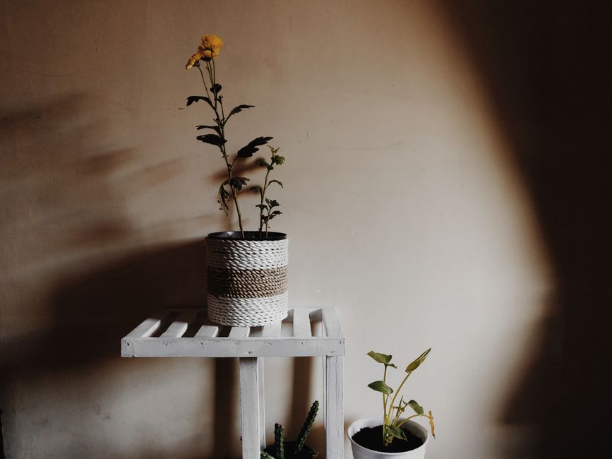 compact tiered plant stand in a sunlit corner - space saving plant stands compact tiered plant stand in a sunlit corner - space saving plant stands