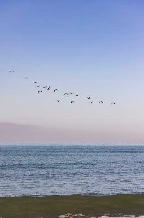 View of a Flock of Birds Flying over a Sea at Sunset