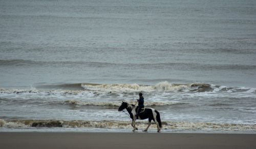 Free A peaceful scene of horseback riding along a quiet beach with gentle waves. Stock Photo