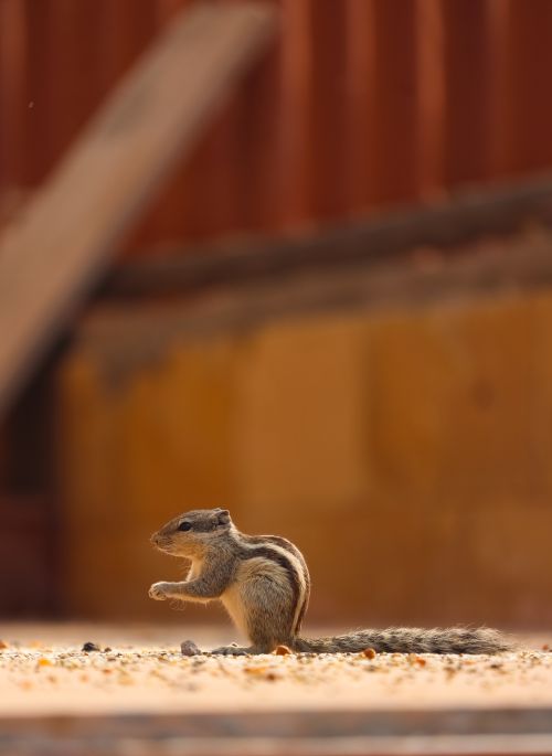 Free Indian palm squirrel feeding on ground in Koteshvar, India. Wildlife captured outdoors. Stock Photo