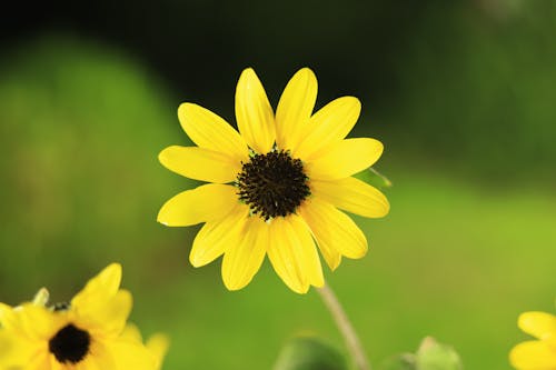 Close-up of a Beach Sunflower 