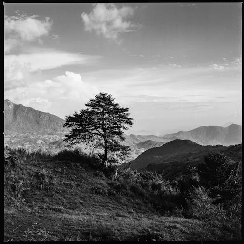 Fotos de stock gratuitas de árbol, blanco y negro, naturaleza