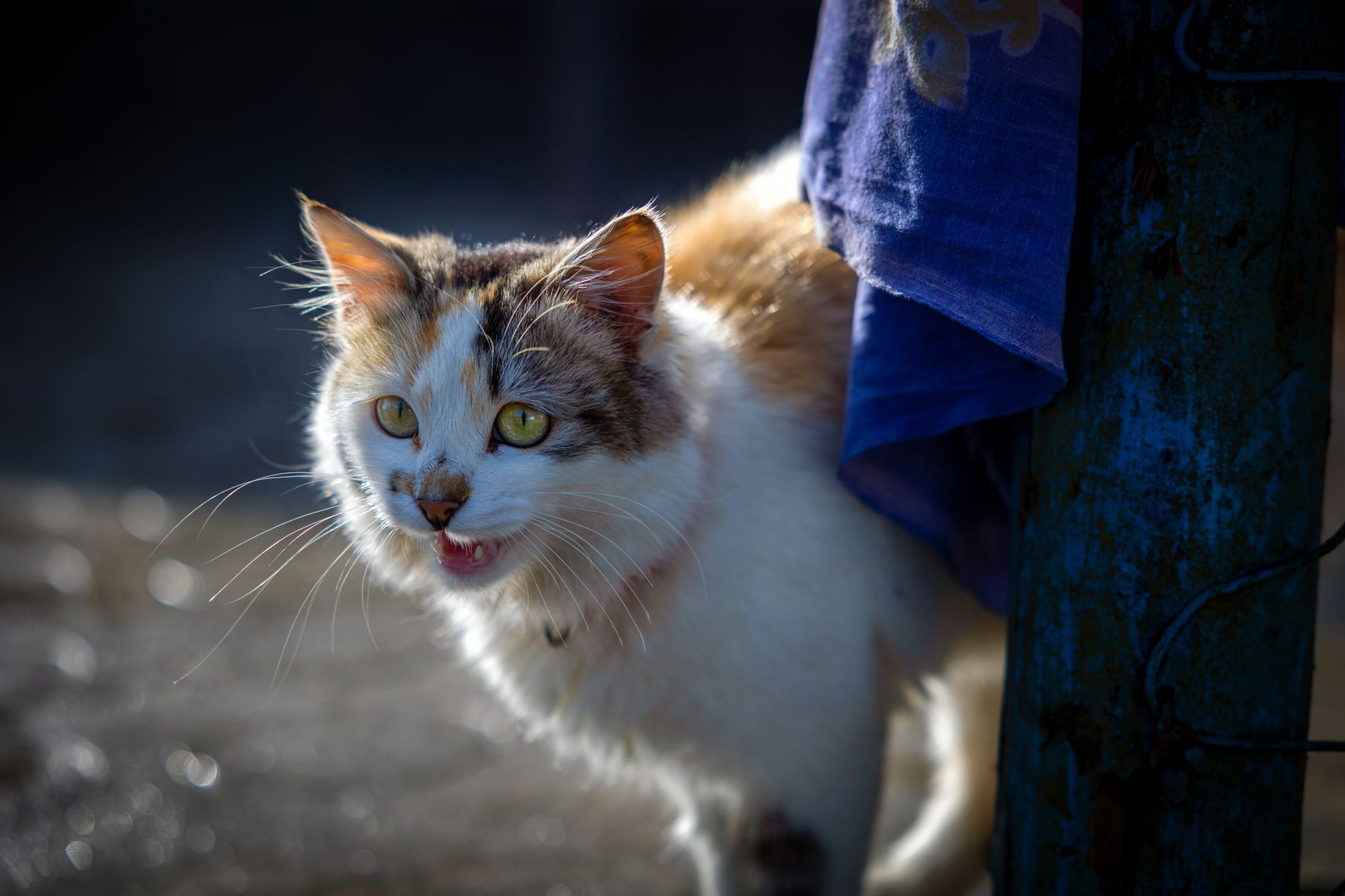 Veterinarian examining a cat during a checkup