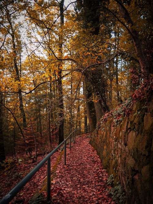 Free Railing by Footpath in Colorful Forest Stock Photo