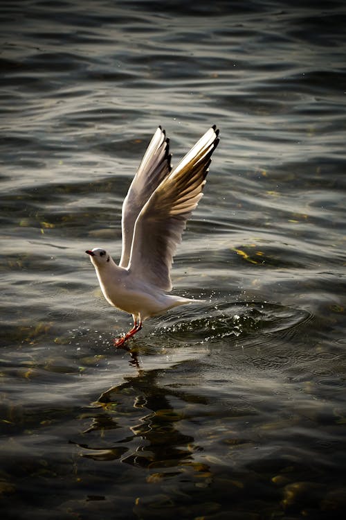 Seagull Flying over Water