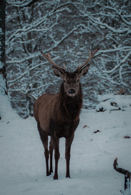 Barbary Stag Standing in the Snowy Forest