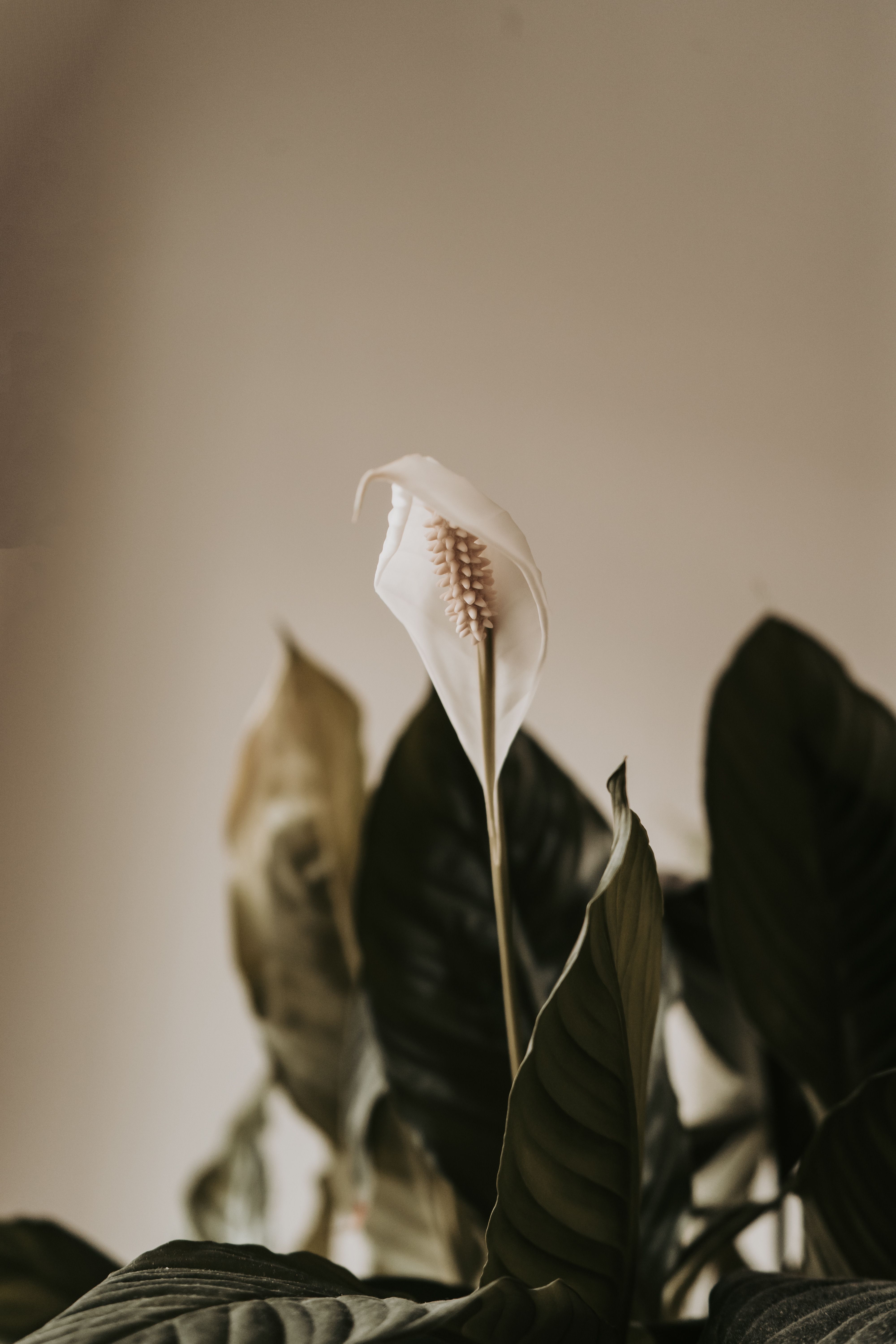 Peace lily in a living room