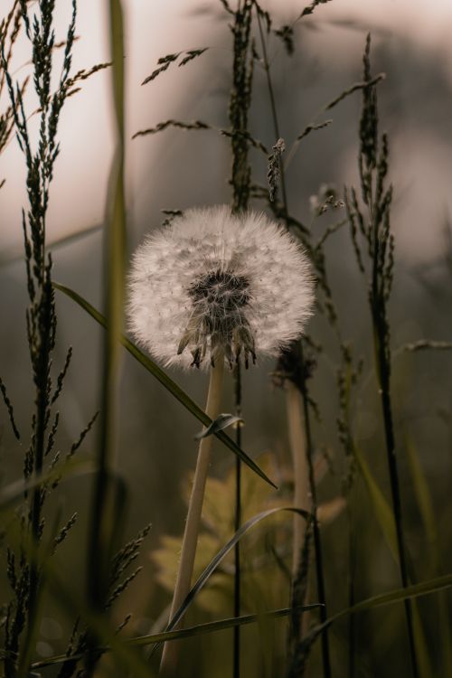 Free Close-up of a dandelion in a grassy garden, capturing nature's delicate beauty. Stock Photo