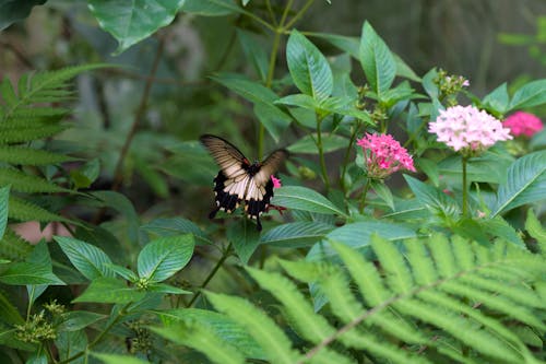 Papilio Lowi Butterfly by the Leaves
