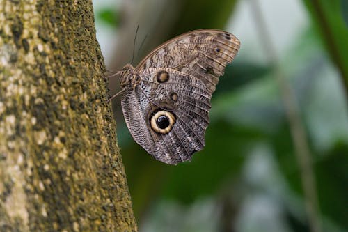 Kostenloses Stock Foto zu baum, braun, eule schmetterling