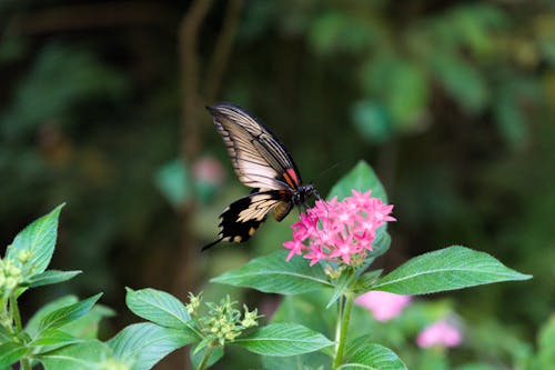 Butterfly on Flower