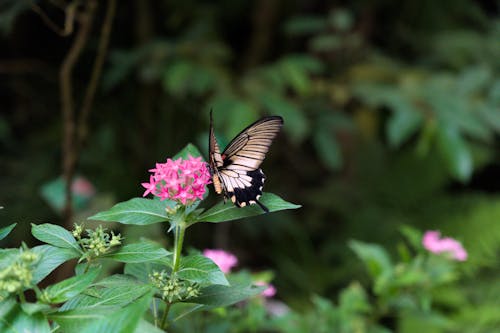 Butterfly on Flower