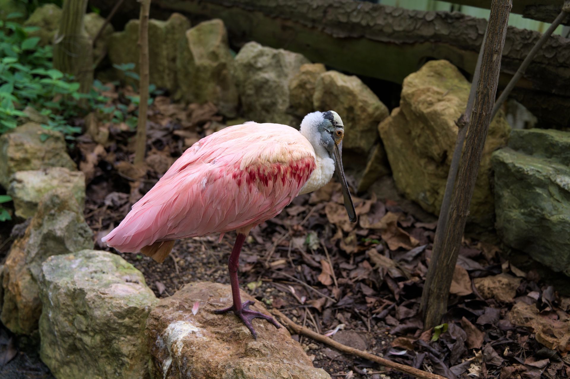 A striking roseate spoonbill standing among rocks and foliage, displaying vibrant plumage.