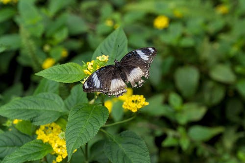 Black Butterfly on Leaves