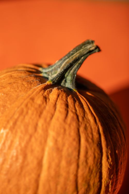 Free Detailed close-up of a vibrant orange pumpkin, perfect for autumn themes and Halloween decoration. Stock Photo