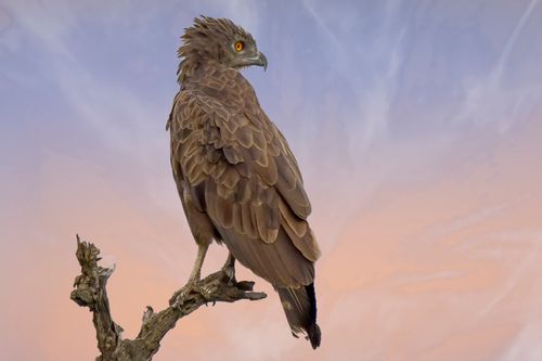 Free A majestic brown hawk perched on a branch against a colorful sunset sky. Stock Photo