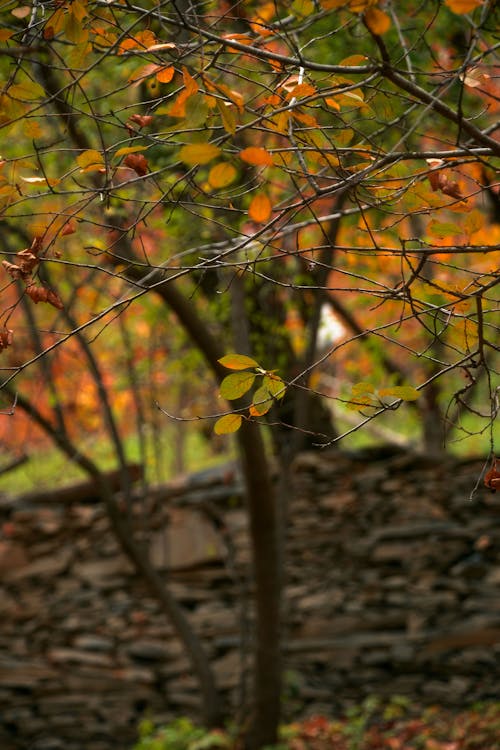 altın rengi gün batımı, autumnvibes, doğa arka plan içeren Ücretsiz stok fotoğraf