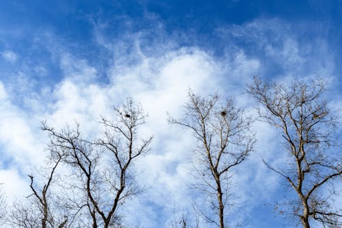atmosfera de outono, bulutlar, devrilmiş ağaç içeren Ücretsiz stok fotoğraf