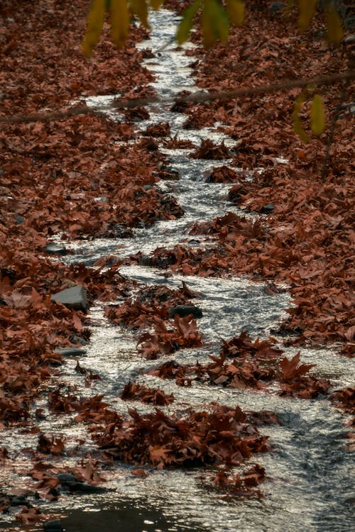 View of a Stream Flowing on the Ground between Autumnal Leaves 