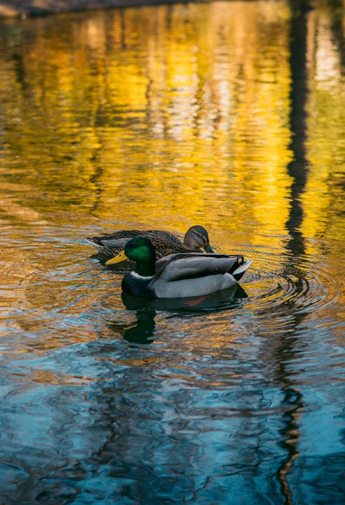 Ducks on Water