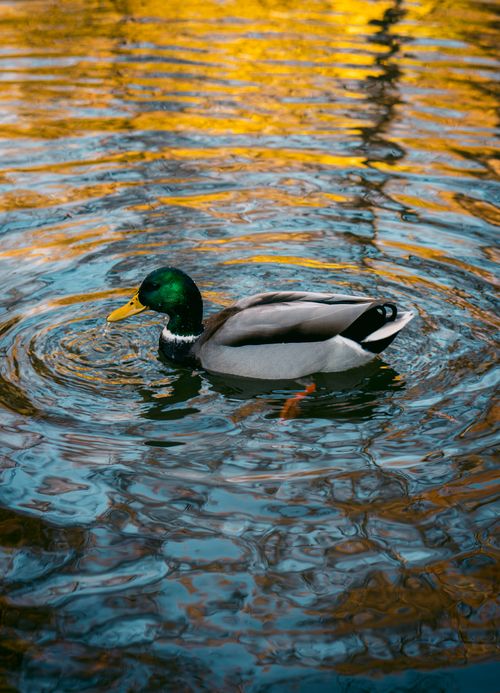 Free Vibrant mallard duck gliding on a reflective pond with autumn hues. Stock Photo