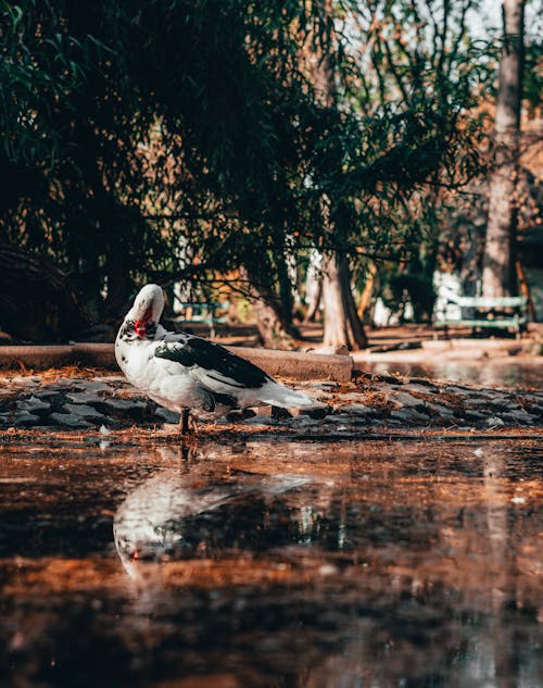 Goose in Water in Park