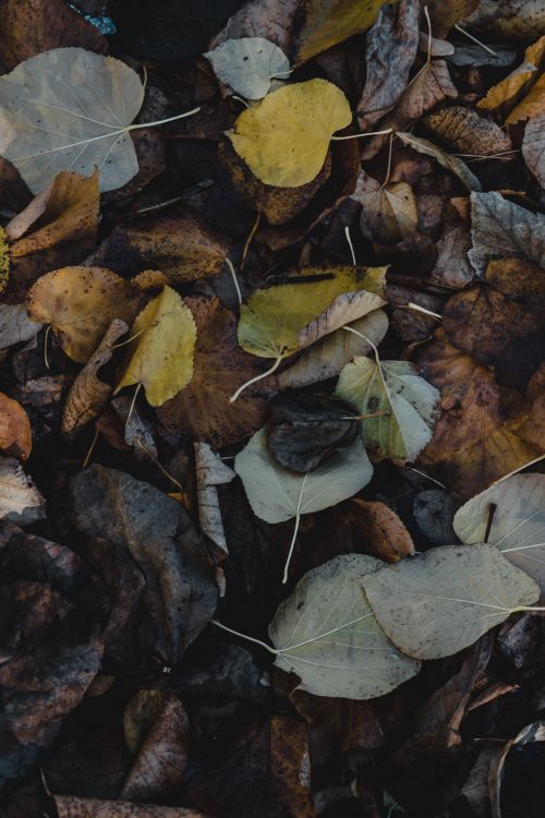 Free Textured shot of colorful autumn leaves on the ground in Bucharest, Romania. Stock Photo