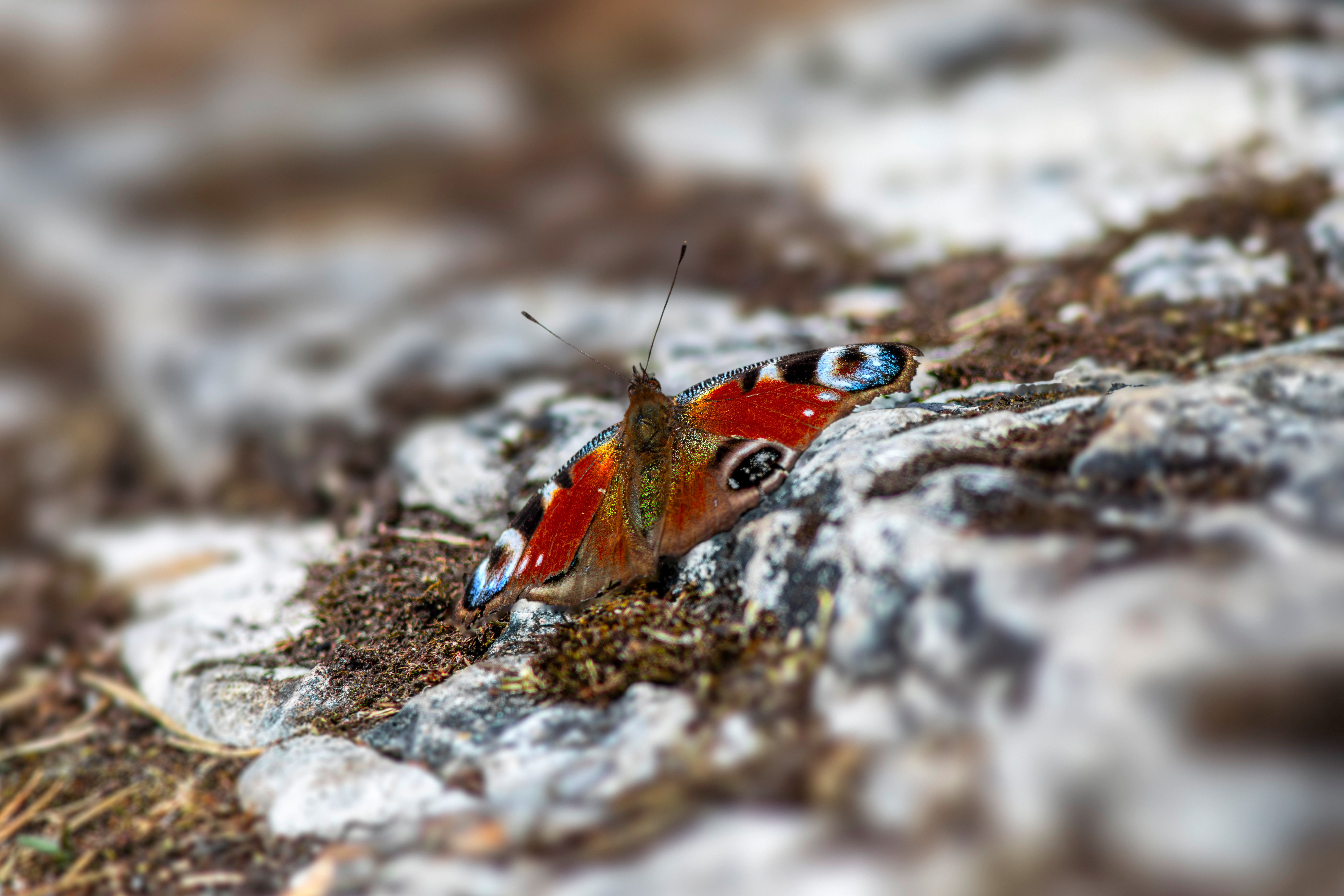 A butterfly sitting on a rock in the middle of a field · Free Stock Photo