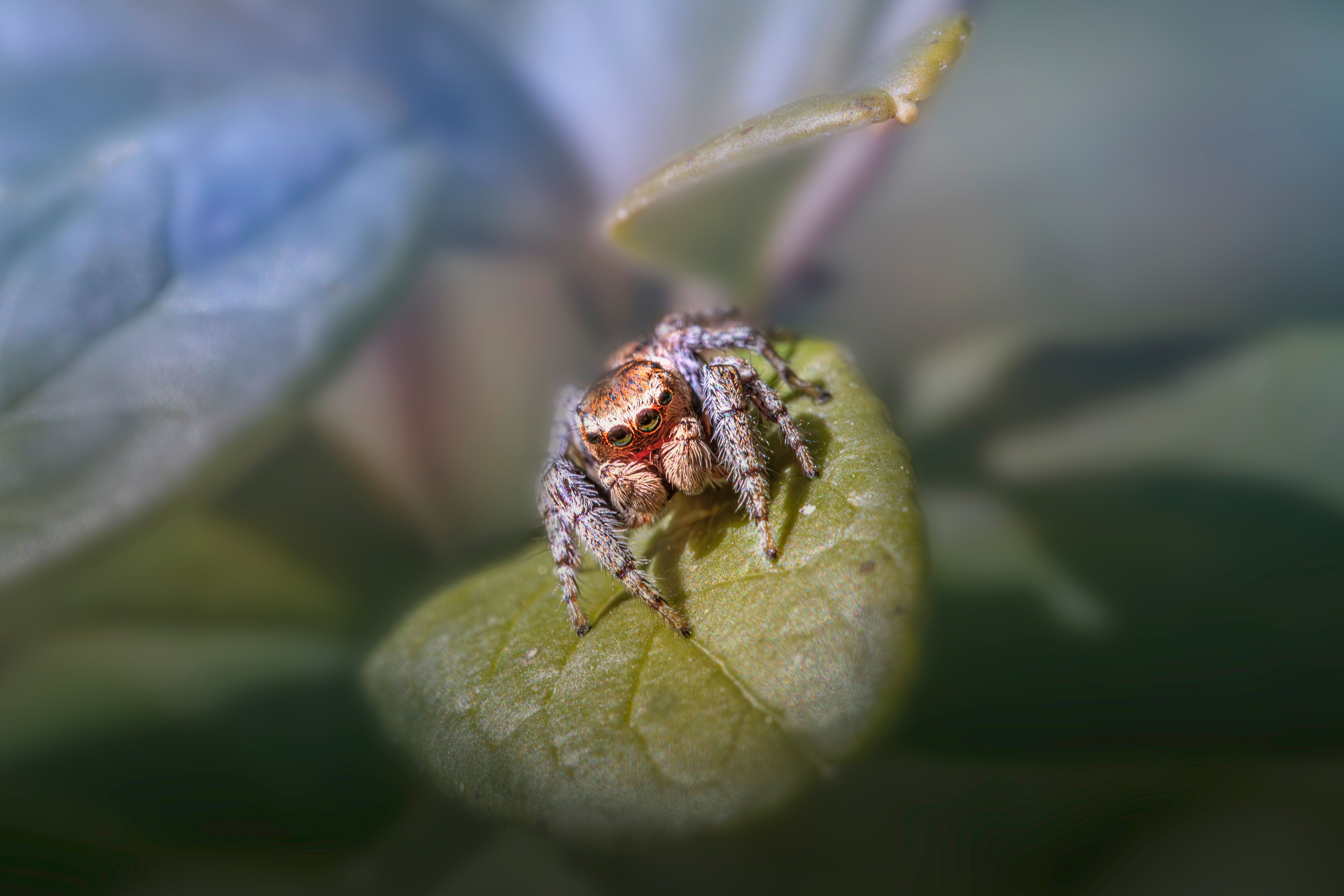 Araignées rouges sur une plante d&rsquo;intérieur : comment les reconnaître et les éliminer ?