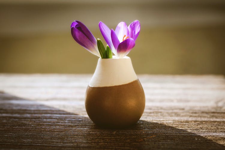 Photo Of Crocus In Flower Vase