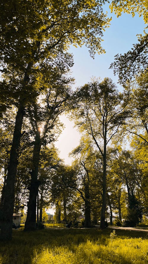 Foto profissional grátis de árvores, brilhante, céu azul