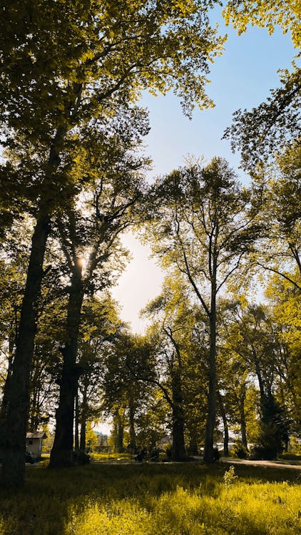 Fotos de stock gratuitas de arboles, bosque, brillante