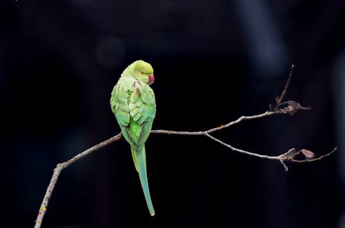 Green Parrot Sitting on Branch