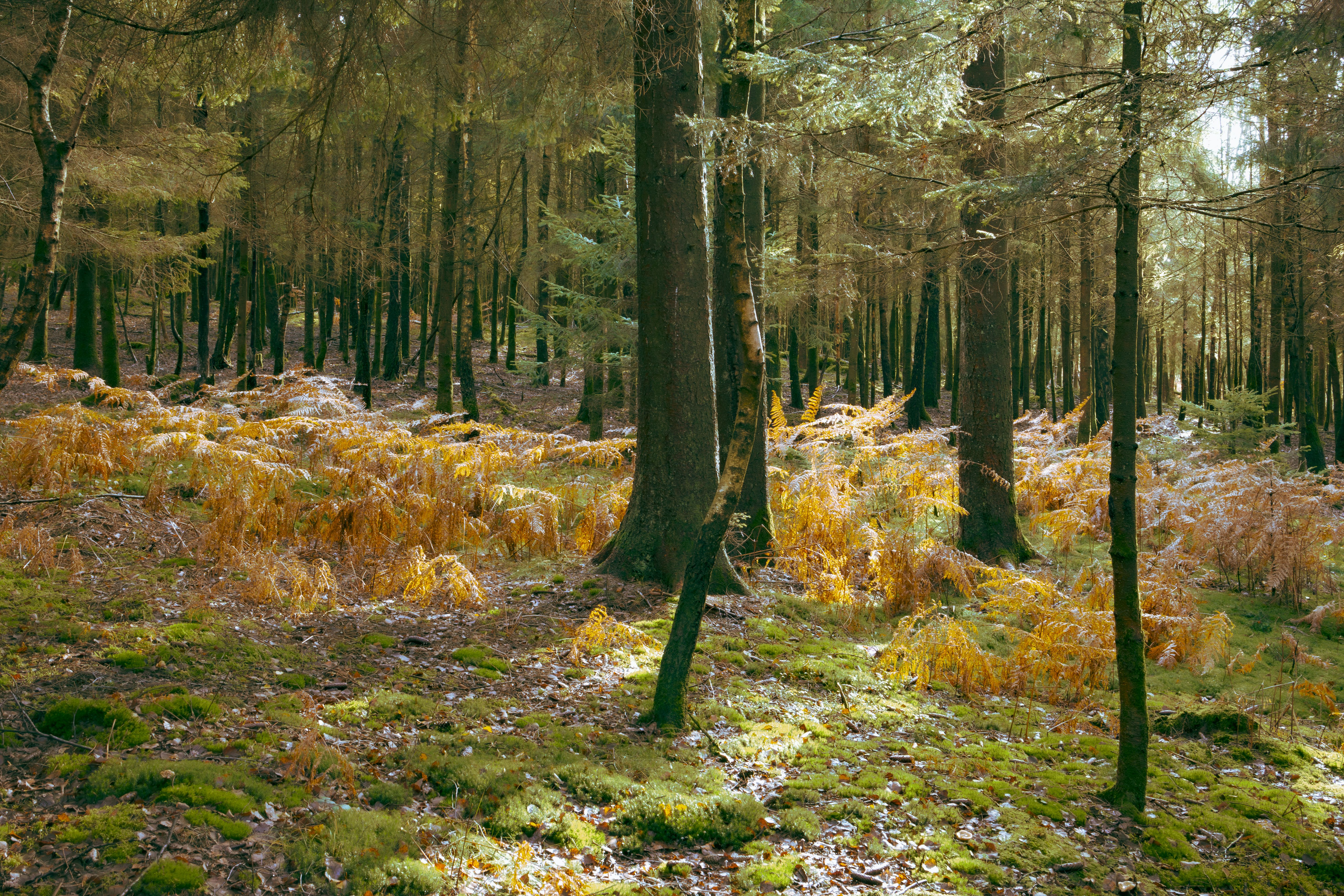 Peaceful forest scene in Habay, Belgium, with sunlit trees and mossy ground.