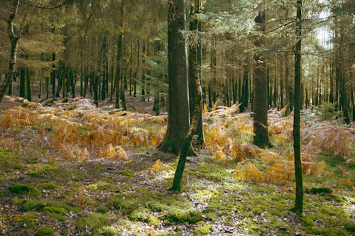 Fotobanka s bezplatnými fotkami na tému krajina, les, leto