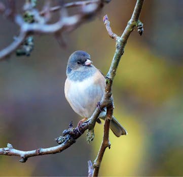 A close-up of a dark-eyed junco perched on a branch against a blurred natural background.