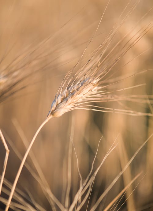 Close-up of Cereal Spike in Field