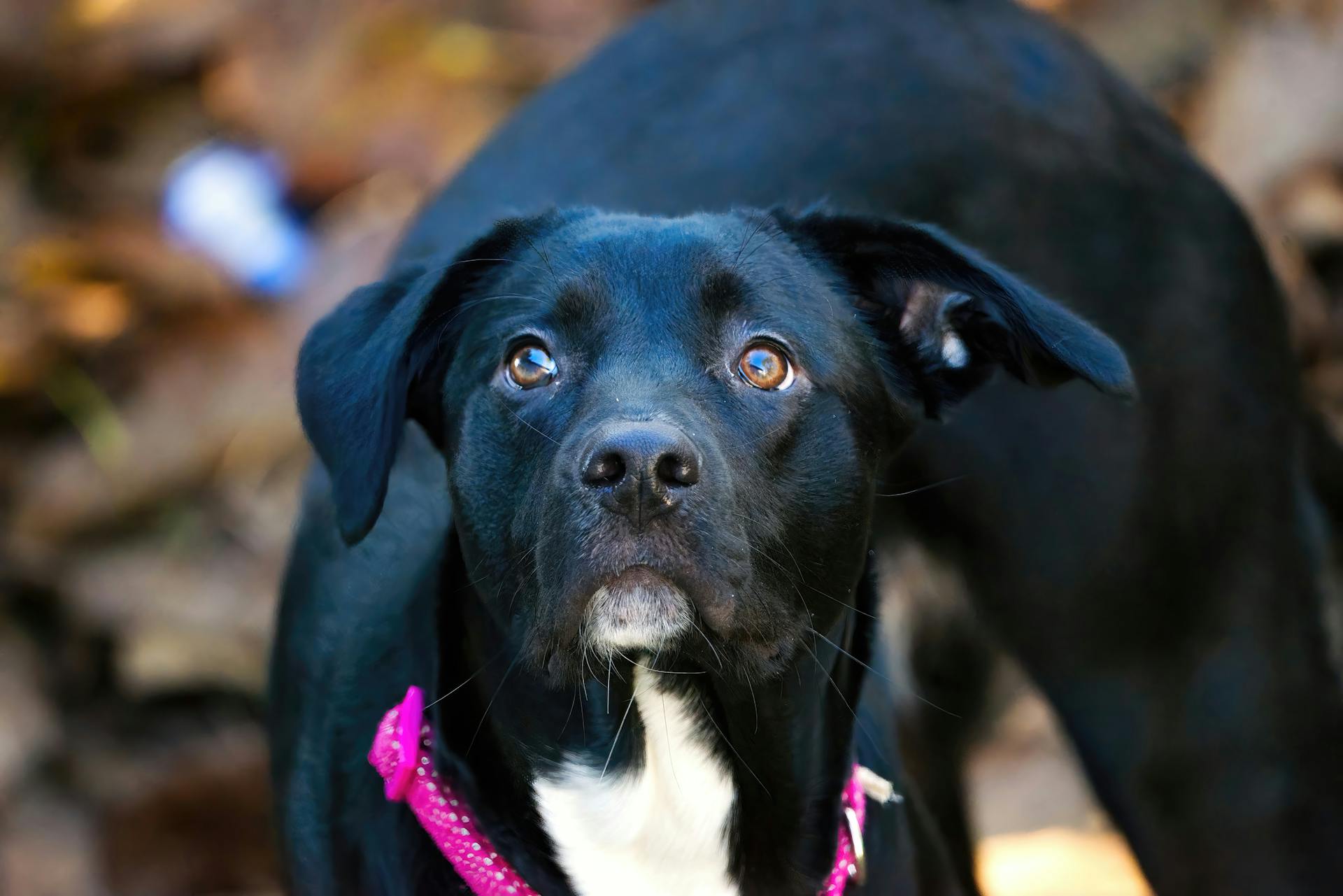 Close-up of a Black Domestic Dog with a Pink Collar