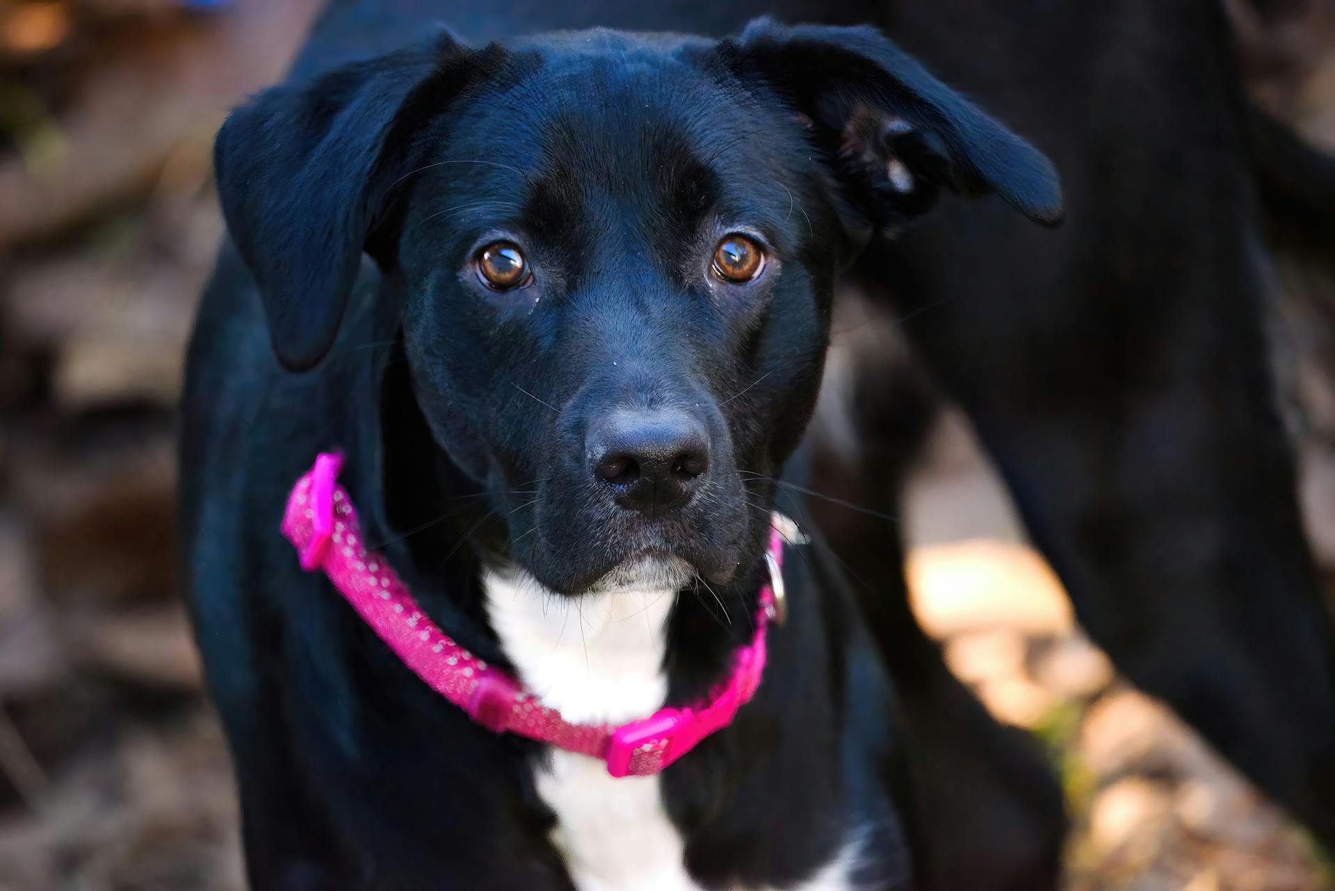 En närbild av en Patterdale-terrierhund med rosa krage