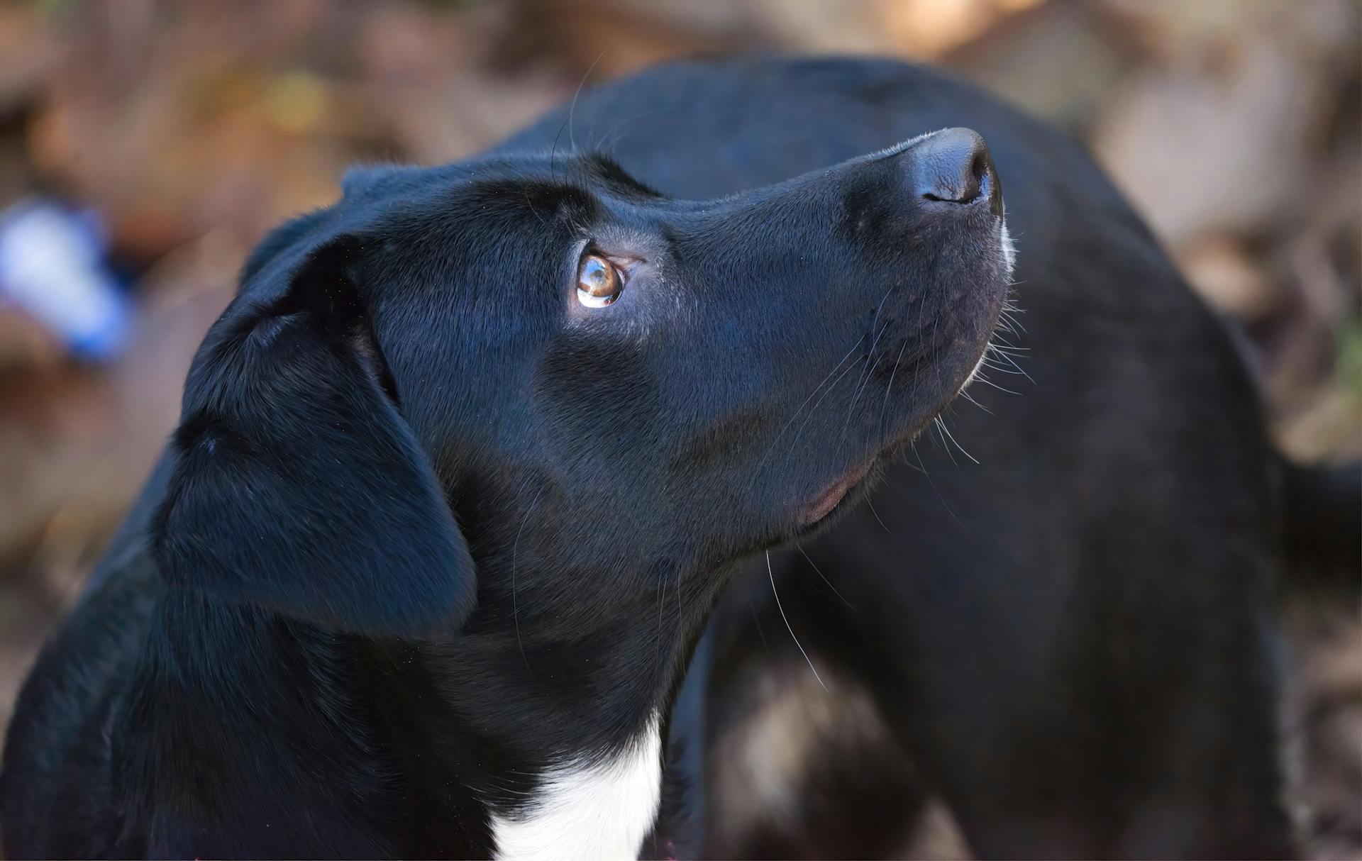 En svart hund i närbild