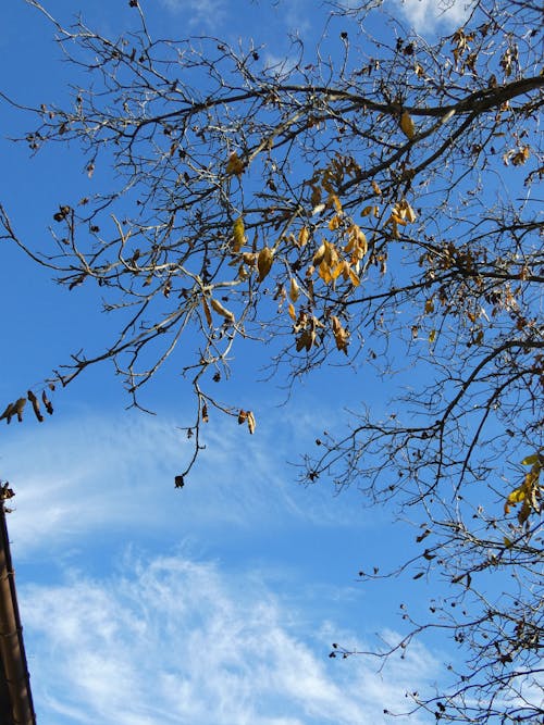 sky and wallnut branch; autumn view; branch with yellow leaves