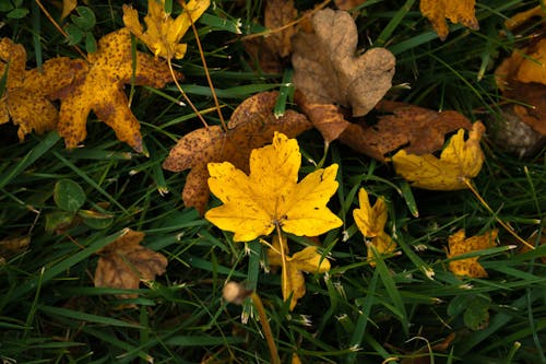 Immagine gratuita di di colore giallo-foglia, foglie gialle, foglie sull'albero