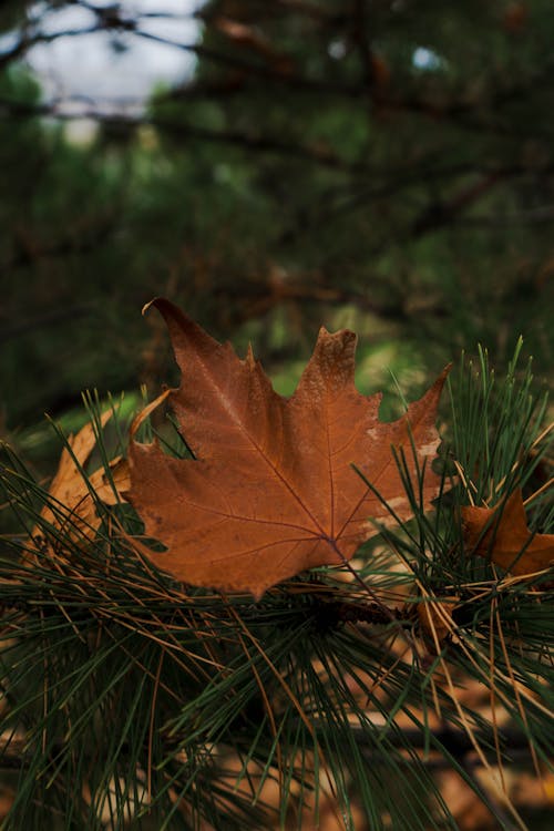 Immagine gratuita di albero d'autunno, autunno, colori autunnali
