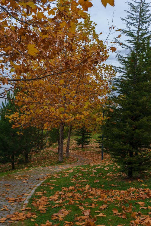 Immagine gratuita di colore delle foglie d'autunno, foglia autunnale, foglia che cade