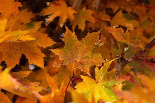 Immagine gratuita di autunno, foglie gialle, foresta in autunno