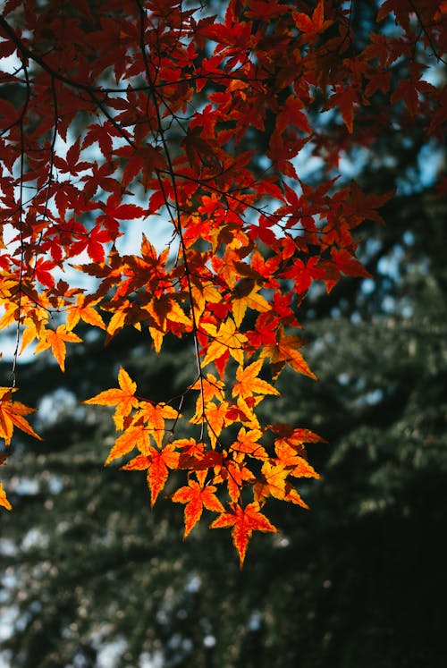 Branch of Colorful Autumn Maple Leaves